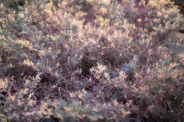 Green tropical plants on flowerbed in city