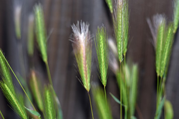 Foxtails