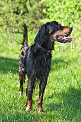 Dog breed  Setter Gordonin standing on emerald green meadow in the forest