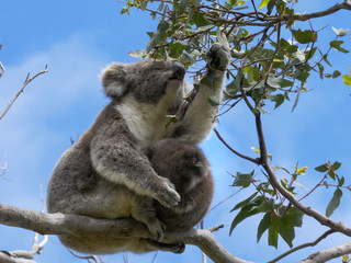 mother feeding and a baby koala looking at the camera