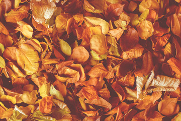 fallen autumn multi colored leaves on the ground outside