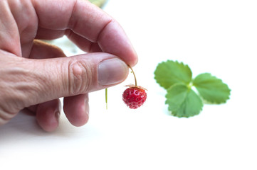 Closeup of wild strawberry in hand on white background