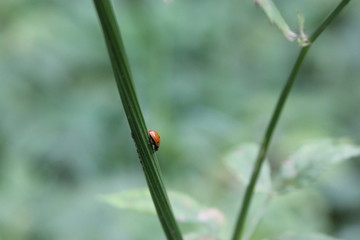ladybug on a leaf