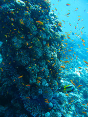 Underwater marine life in Red Sea with colored fish, Egypt, Dahab