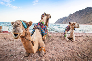 Camels resting on the shore of Red Sea in Dahab, Egypt - obrazy, fototapety, plakaty