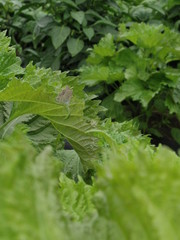 家庭菜園の紫蘇