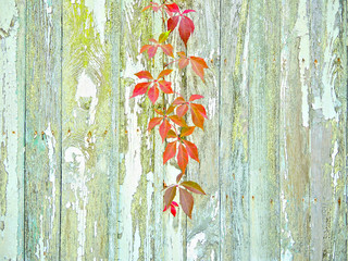 Virginia creeper vine (Parthenocissus quinquefolia) on background of pale weathered painted timber planks.
