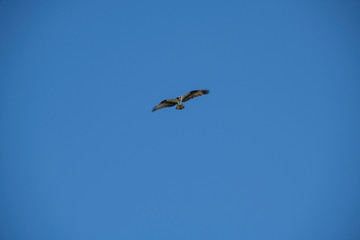 Sea gull soaring over the ocean, off of Vashon Island.