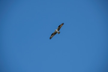 Sea gull soaring over the ocean, off of Vashon Island.