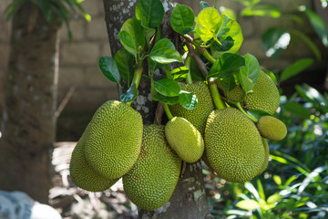 Jackfruit on the tree