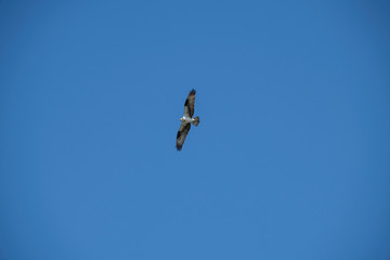 Sea gull soaring over the ocean, off of Vashon Island.