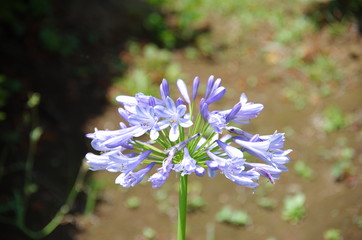 アガパンサスの花