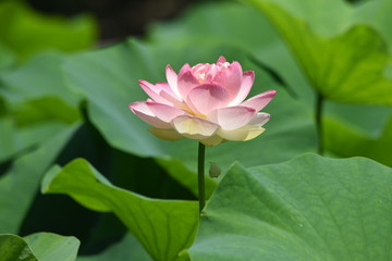Fototapeta premium Lotus flowers are considered to be a symbol of Buddha's wisdom and mercy in Buddhism, which is caused by beautiful and clean flowers that arise from muddy water.