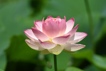 Lotus flowers are considered to be a symbol of Buddha's wisdom and mercy in Buddhism, which is caused by beautiful and clean flowers that arise from muddy water.