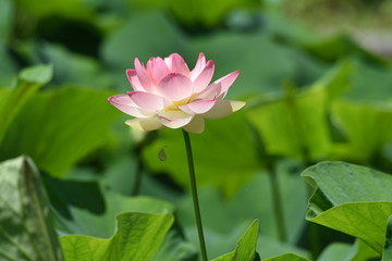 Fototapeta premium Lotus flowers are considered to be a symbol of Buddha's wisdom and mercy in Buddhism, which is caused by beautiful and clean flowers that arise from muddy water.