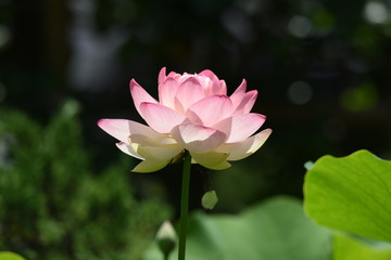 Fototapeta premium Lotus flowers are considered to be a symbol of Buddha's wisdom and mercy in Buddhism, which is caused by beautiful and clean flowers that arise from muddy water.