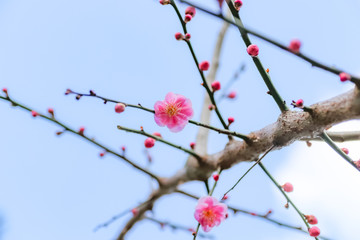 梅の花