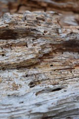 Wooden Texture