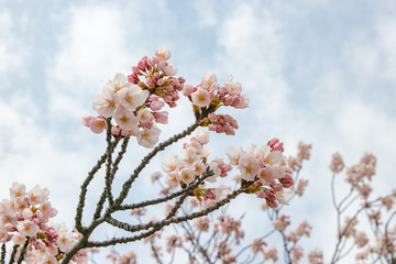 桜