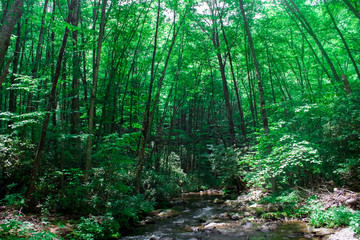 Smoky Mountains Tennessee