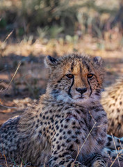 Cheetah Cub at Rest