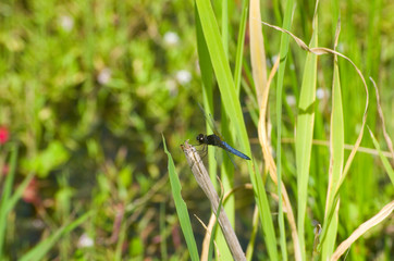 ハラビロトンボ