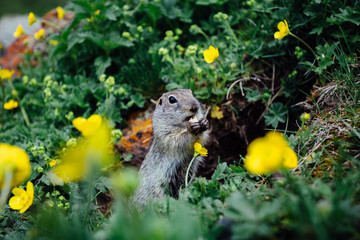 Naklejka na ściany i meble Gopher eating cookie in grass and yellow flowers