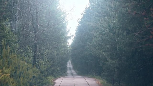 Wonderful mysterious nature park with thick fir trees and lonely path on a windy summer day. Driving away from special place in Chernobyl exclusion zone, Prypiat, Ukraine.