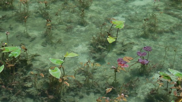 4K・モネの池・名もなき池