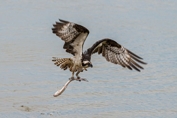 osprey in flight with fish in talons