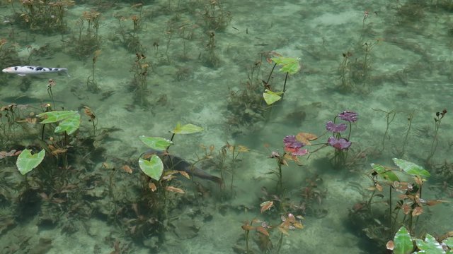 4K・モネの池・名もなき池