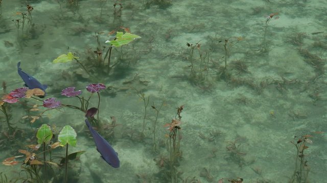 4K・モネの池・名もなき池