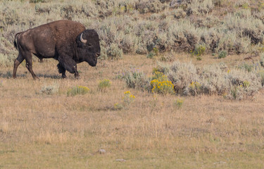 Buffalo Walks Through Dry Field