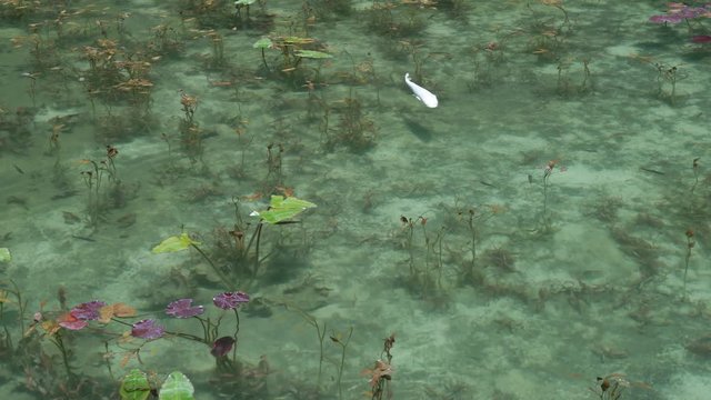4K・モネの池・名もなき池