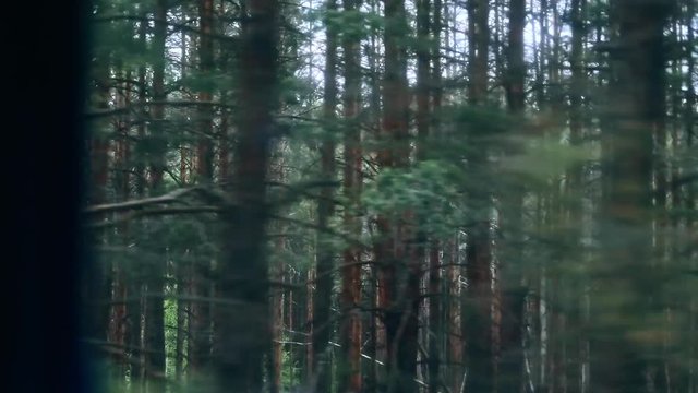 Time-lapse view from the car of massive thick green fir wood passing by. Exciting roadtrip with friends in summer during vacation.