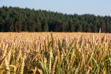 texture of wheat in the field on the background of flowers, forests and businesses