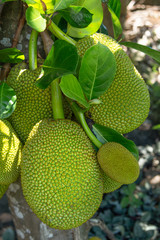 green jackfruit on the tree