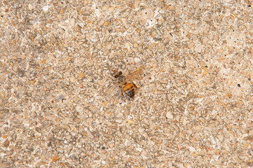 Urban honey bee on asphalt