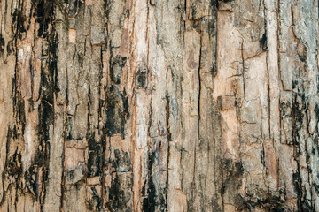 Tree bark texture background
