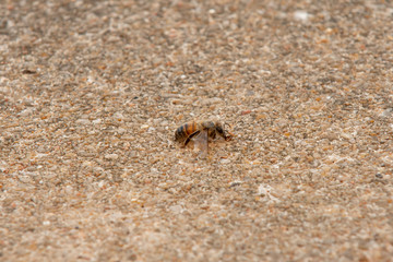 Urban honey bee on asphalt