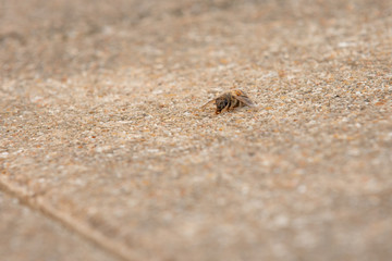 Urban honey bee on asphalt