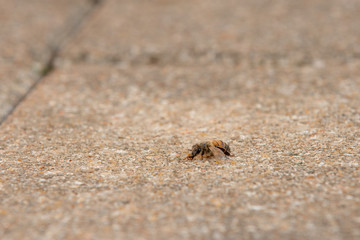 Urban honey bee on asphalt