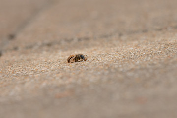 Urban honey bee on asphalt