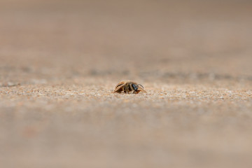 Urban honey bee on asphalt