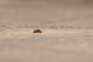 Urban honey bee on asphalt