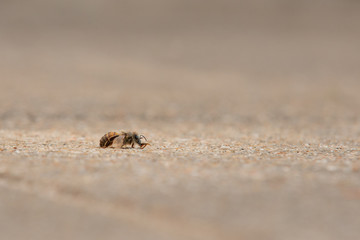 Urban honey bee on asphalt
