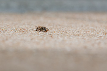 Urban honey bee on asphalt