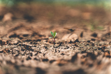 young green plant in soil