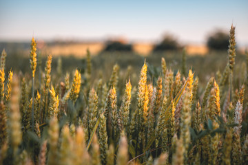 texture of wheat in the field on the background of flowers, forests and businesses