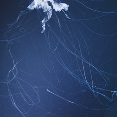 sea nettle jellyfish with long tails